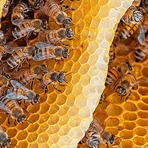 Go beeswax-free