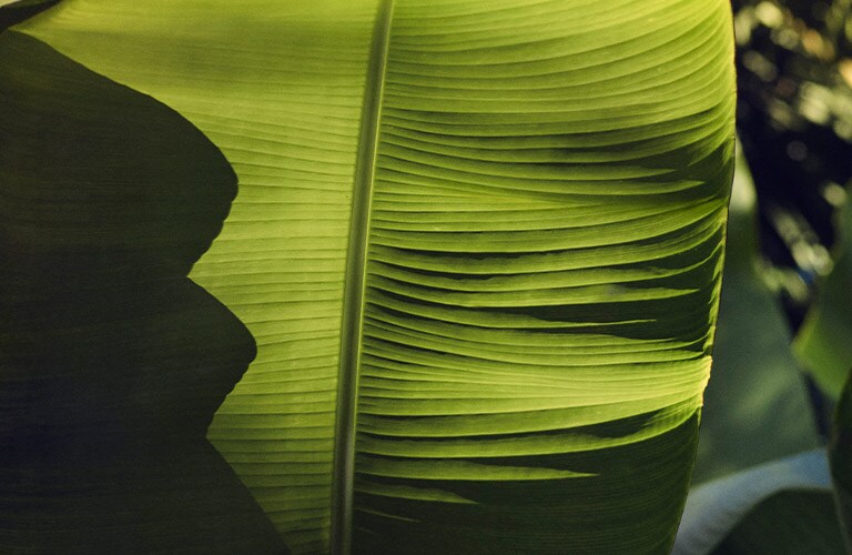 Aveda is 100% vegan. Now and forever.