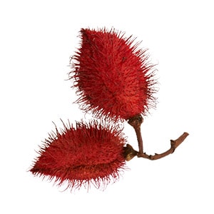 BIXA ORELLANA (ANNATTO) SEED EXTRACT