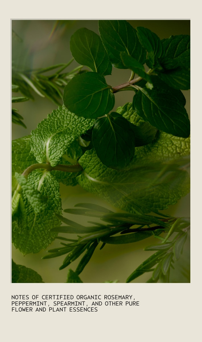 Rosemary Mint Vücut Duş Jeli